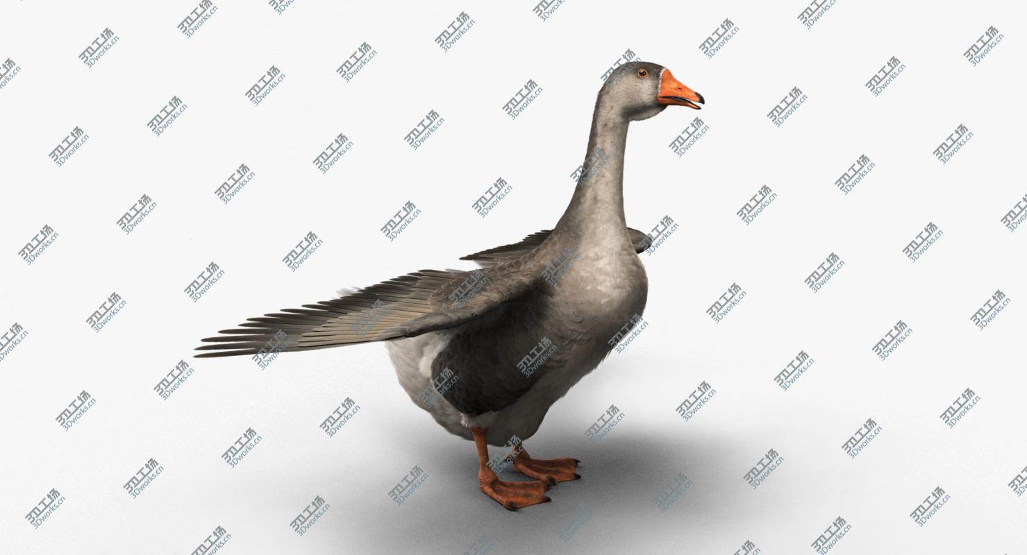 images/goods_img/2021040162/3D Domestic Goose model/2.jpg